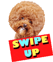 Dog Swipe Up Sticker