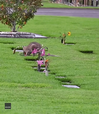 Wallaby Caught Stuffing His Face With Cemetery Flowers