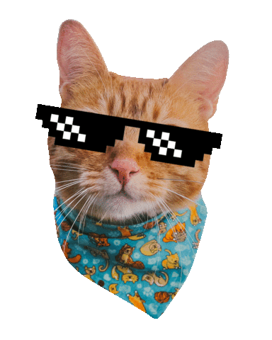 romeuemalelo giphyupload cat cats gato Sticker