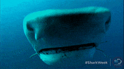 Accident Bump GIF by Shark Week