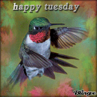 Happy Tuesday GIF