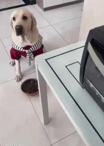 hyejinWon giphyupload GIF