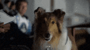 MilwaukeeAdmirals  GIF