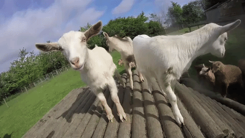 goats teamwhitegoat GIF by 901fpv