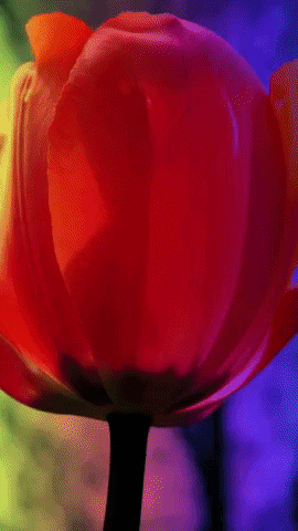 PIMPTAMARQUE giphystrobetesting nature flower color GIF