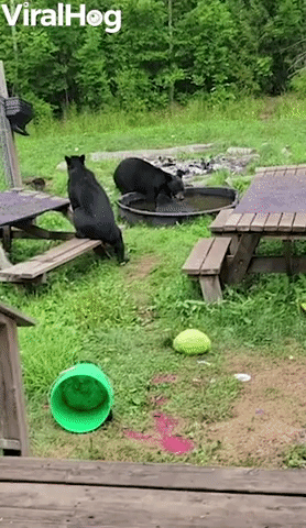 Wild Bears Cool Off in Backyard Pool