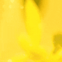 Blooming Daisy Flower GIF by TeaCosyFolk