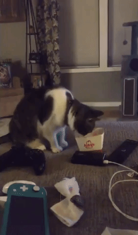 Cat Loses Battle Against Fast Food Container