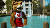 houstoncougars houston sasha gocoogs shasta GIF