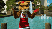 houstoncougars houston sasha gocoogs shasta GIF