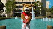 houstoncougars houston sasha gocoogs shasta GIF