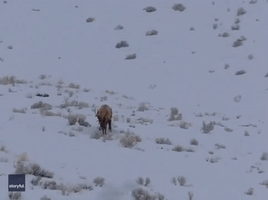 Bull Elk Clash Antlers While Sparring