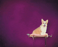 Good Boy Dog GIF by Yung Bae