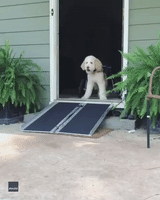 Excited Dog Tests Out New Wheelchair Ramp