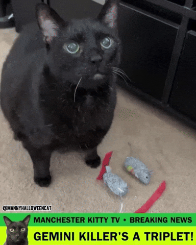 mannycat dexter black cat dexter resurrection gemini killer GIF