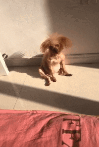 cuteanimalland giphyupload GIF