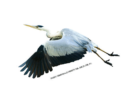 parcodeltapo giphyupload nature bird bike Sticker