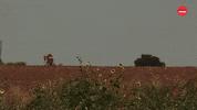 Texas GIF by BuzzFeed