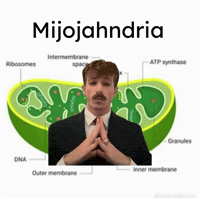 Jahn Mijo GIF