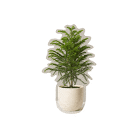 TheSill plant tree plants house plant Sticker