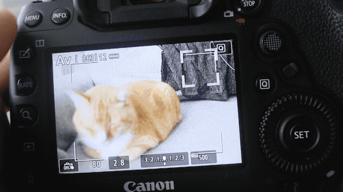 cat photography GIF