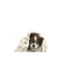 petiquepets pomeranian petique pom dog dog in blanket Sticker