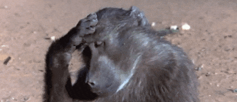 monkey GIF