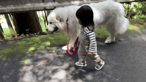 cuteanimalland giphyupload GIF