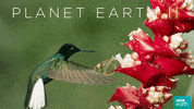 planet earth 2 bird GIF by BBC Earth