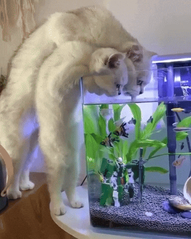 cuteanimalland giphyupload GIF