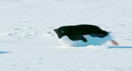 Video gif. A fat penguin on his belly scoots along the snow, paddling his back feet.