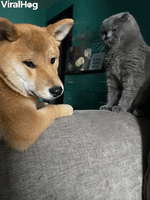 Pup Begs Cat to Play