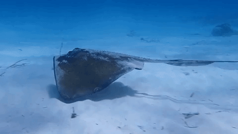 ocean stingrays GIF