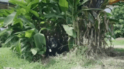 viceland GIF by HUANG'S WORLD