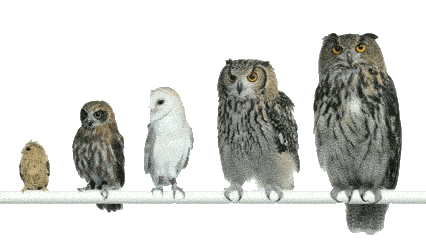 Bird Owl Sticker