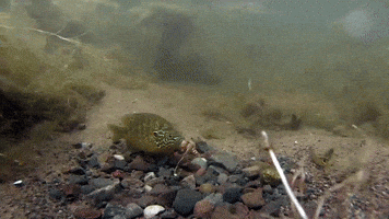 Excuse Me Help GIF by U.S. Fish and Wildlife Service