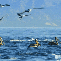 Ocean Wildlife GIF by BBC America