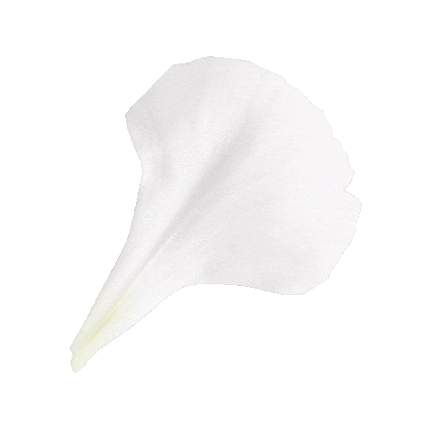 Flor Sticker by Flores de Sal