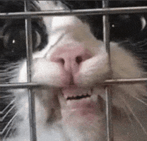 Would Pedro Pascal GIF by hamlet