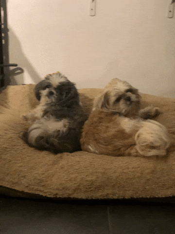 Dogs Pets GIF