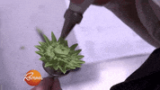 baking cake decorating GIF by Rachael Ray Show
