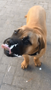 Bullmastiff Puppy Enjoys Frozen Yogurt Treat