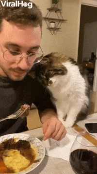 Cat Asks For Human's Food