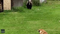 Only in Canada: Family Dogs Confront Grizzly Bears Rummaging Through Backyard Shed