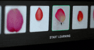 petals GIF by NOWNESS