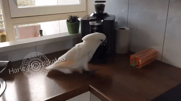 Saucy Cockatoo Goes to Town on Defenceless Straws