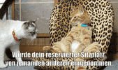 unsereoebb cat katze oebb weltkatzentag GIF