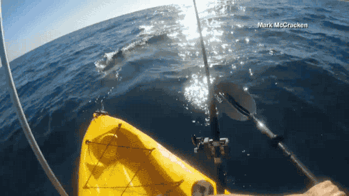 hammerhead shark fisherman GIF