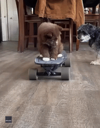 Adorable Siberian Husky Puppy Rides Electric Skateboard
