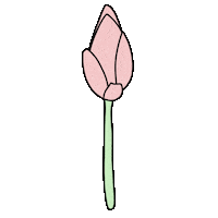 Blooming Water Lily Sticker